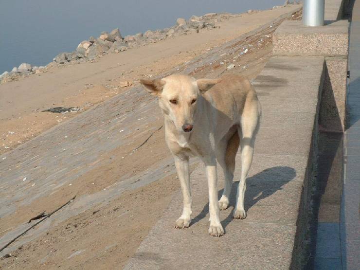 klik hier voor de originele foto (127kB - 1280x960)