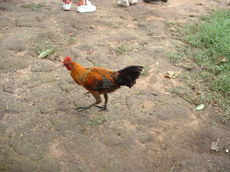 klik hier voor de originele foto (241kB - 1280x960)