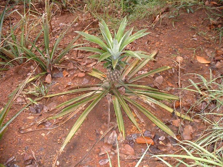 klik hier voor de originele foto (272kB - 1280x960)