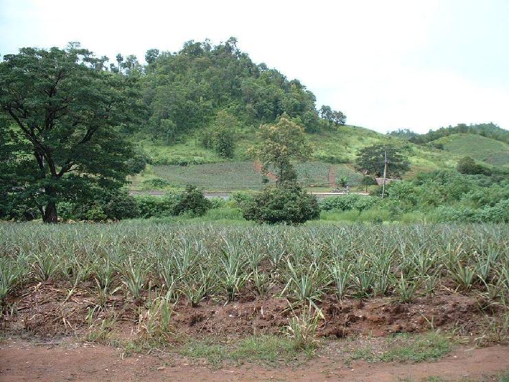 klik hier voor de originele foto (244kB - 1280x960)