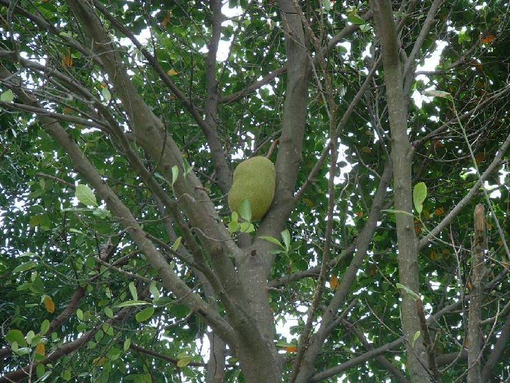 klik hier voor de originele foto (250kB - 1280x960)